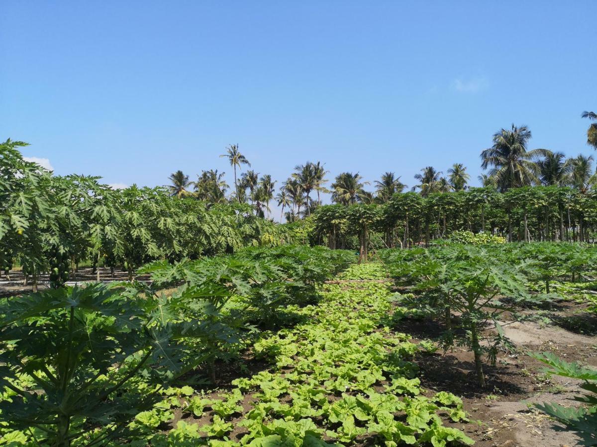 Thila Farm View Hotel Thoddoo Kültér fotó